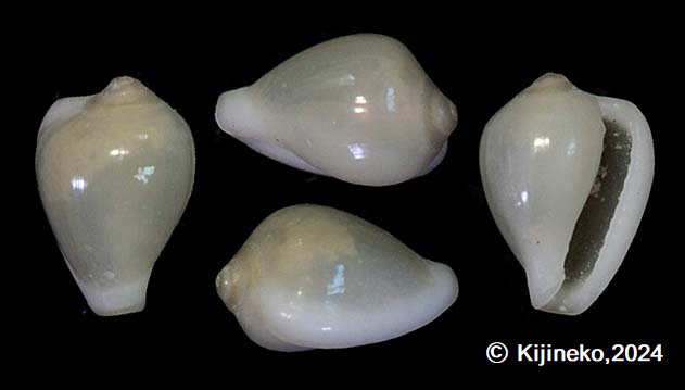 erato058001.jpg
