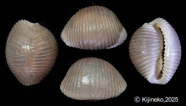 trivia224001.jpg